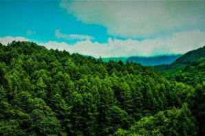 Широколиственные леса климат