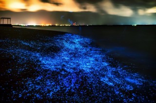 Светящийся планктон на азовском море