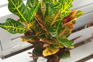 Кротон цветок