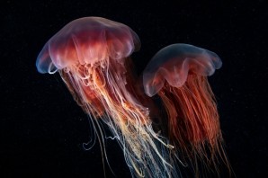 Красная медуза в черном море