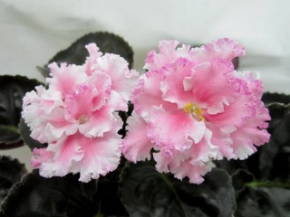 Эстерхази фиалка