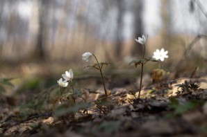 Цветок ветренница