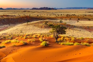 Растительность пустынь и полупустынь