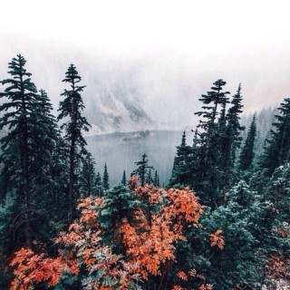 Цветы тайги