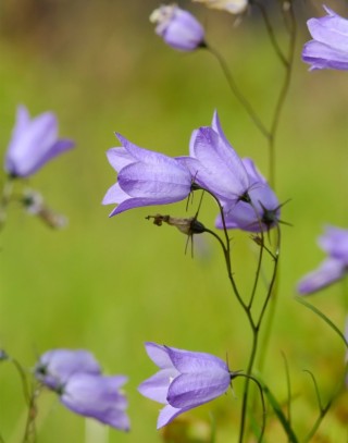 Полевые колокольчики