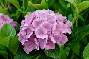 Гортензия розита