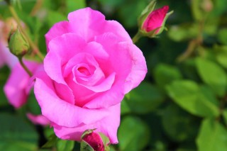 Роза шилаби