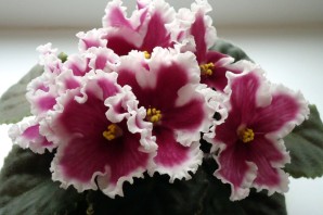 Фиалка амазонка