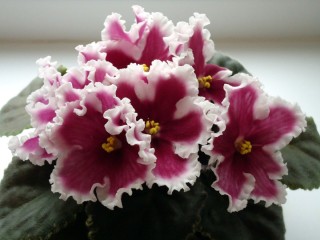 Фиалка амазонка