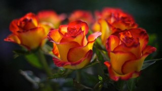 Розы желтые с красной каймой