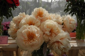 Пион пастелеганс