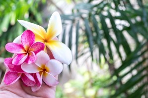 Балийский цветок