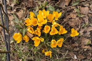 Первые желтые цветы весной