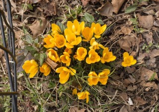 Первые желтые цветы весной