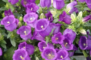 Кампанелла цветок