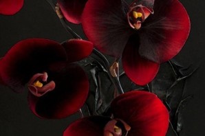 Черная орхидея цветок
