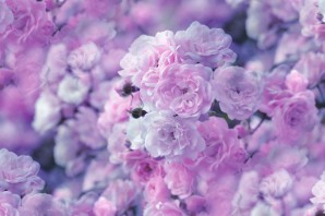 Цветы на рабочий стол телефона