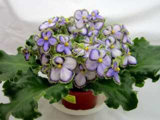 Фиалка копеечка