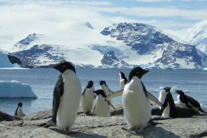 Антарктида животные и растения