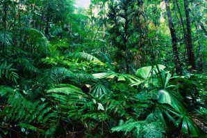 Влажные экваториальные леса австралии
