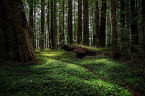 Самый густой лес в мире