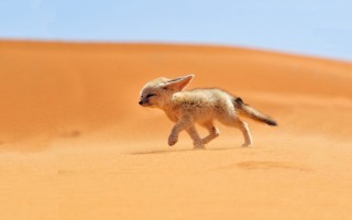 Пустыни и полупустыни животный мир