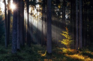 Сосновый лес освещенность