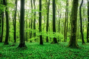 Вечно зеленый лес