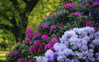 Кустовые цветы для сада