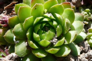 Трава заячья капуста