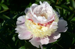 Пион рапсодия