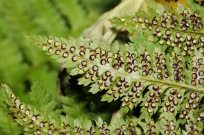 Споры на папоротнике