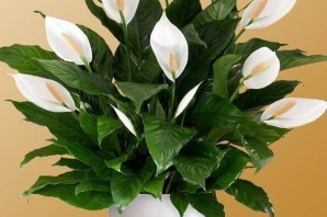 Цветок женская радость