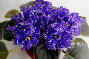 Фиалка ват ливень