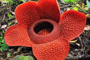 Редкие растения евразии