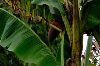 Комнатное банановое дерево