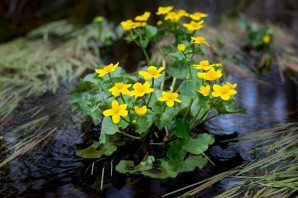 Болотный цветок