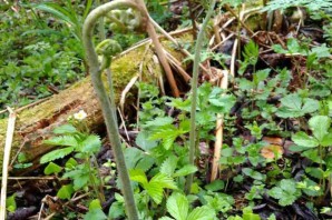 Папоротник орляк в ленинградской области