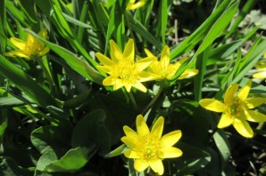 Желтые цветы в апреле