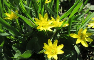 Желтые цветы в апреле