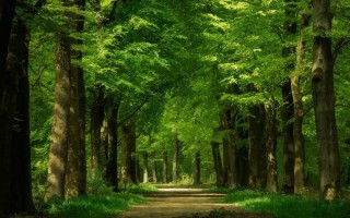Широколиственные леса деревья