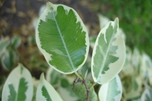 Фикус с белыми прожилками