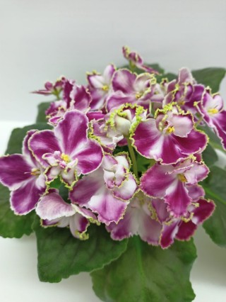 Фиалка невские огни