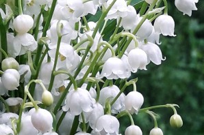 Маленькие белые весенние цветы