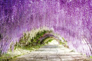 Лиана с фиолетовыми цветами