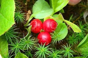 Сахалинская ягода клоповка