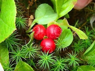 Сахалинская ягода клоповка