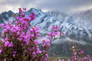 Цветение моральника