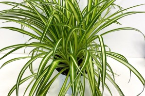 Цветы хлорофитум