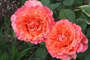 Роза френези